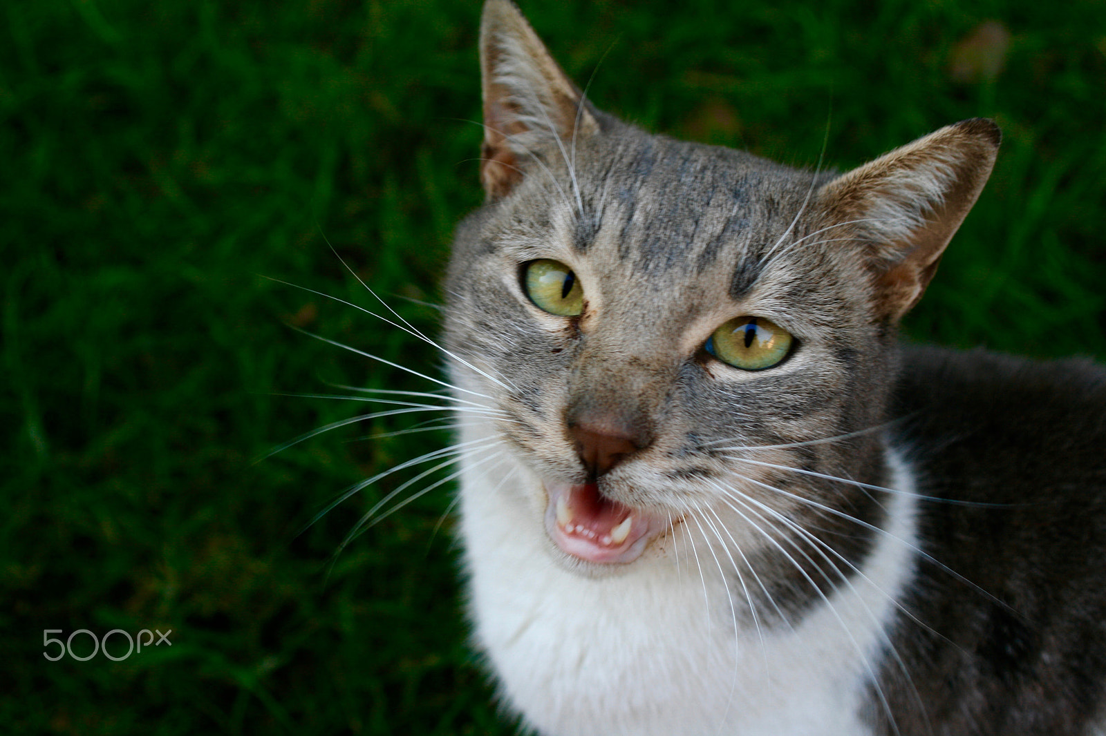 Canon EF 28-80mm f/3.5-5.6 sample photo. Img photography