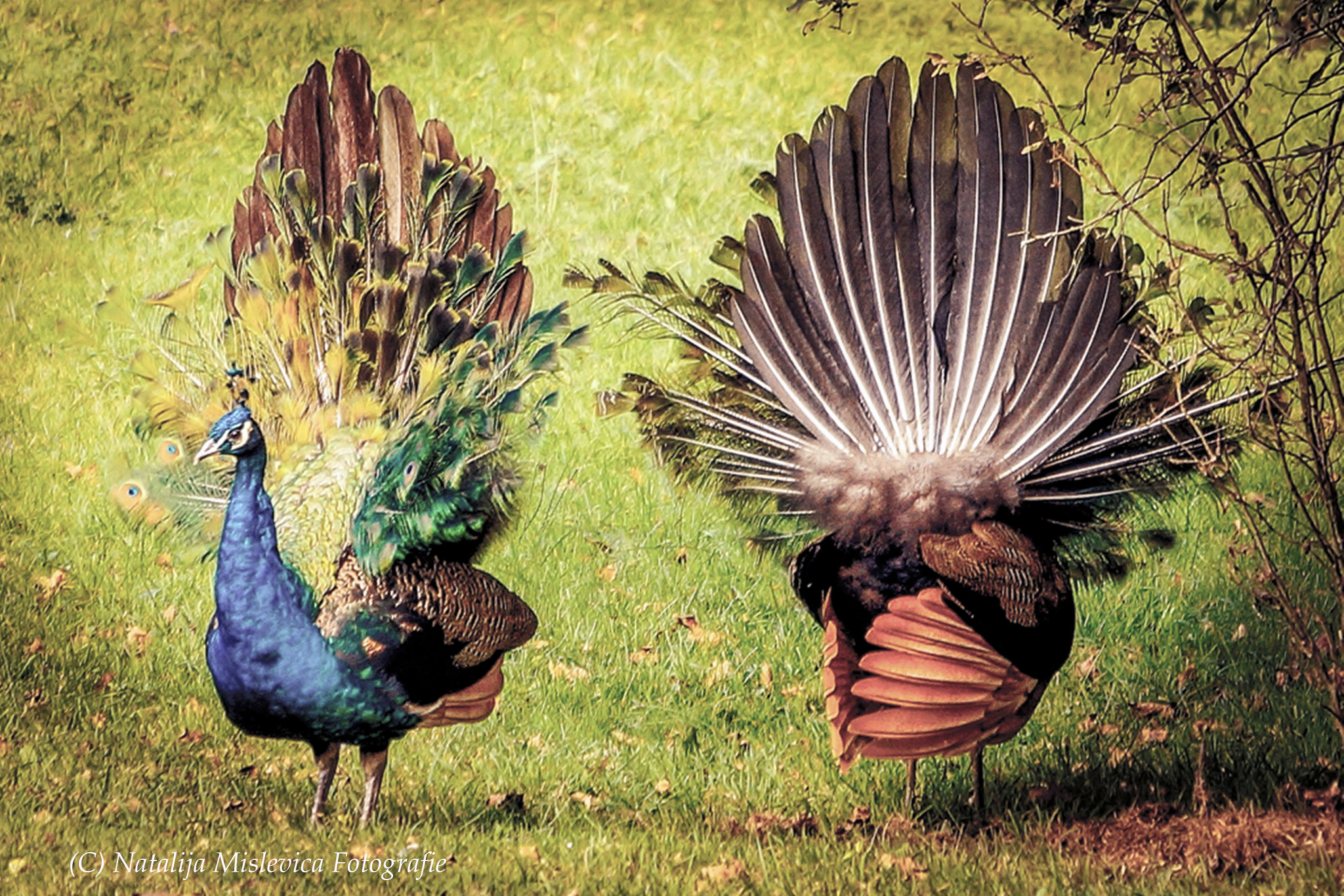 Sony Alpha a3000 sample photo. Bird of happiness photography