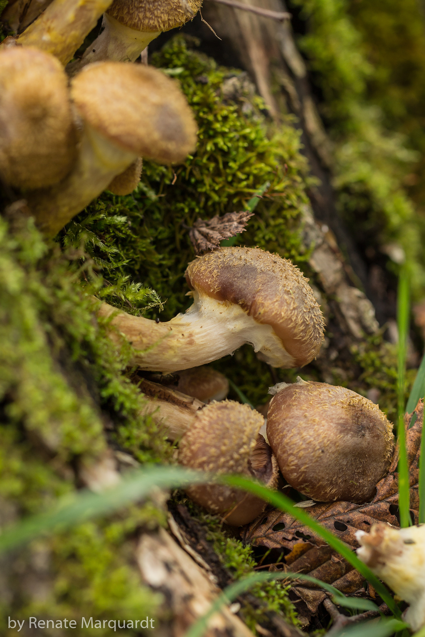 Canon EF 100mm F2.8L Macro IS USM sample photo. Pilze.... photography
