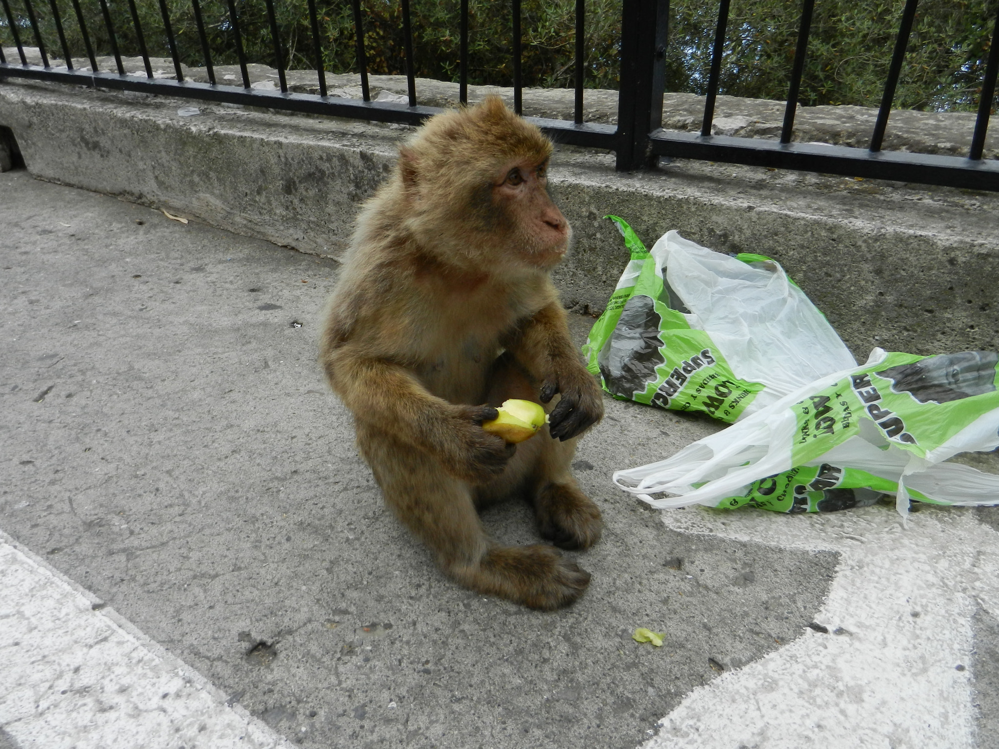 Nikon Coolpix S9100 sample photo. Barbary macaque in gibraltar photography