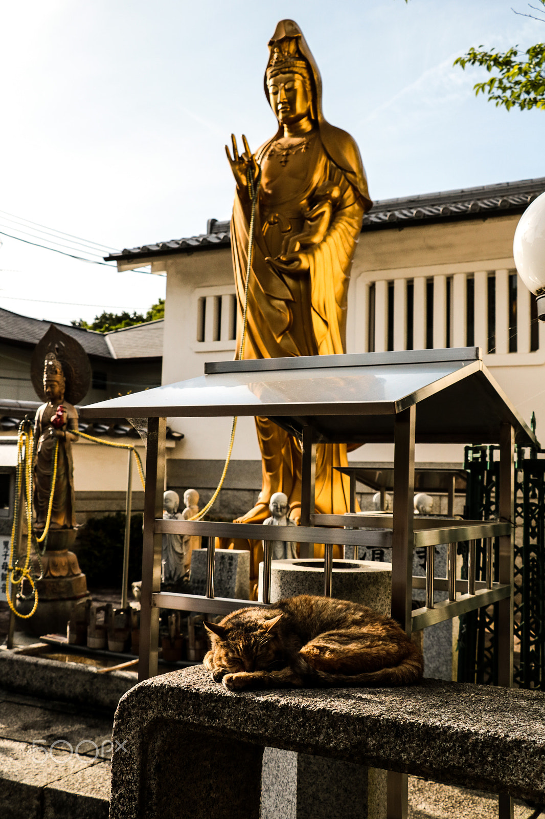 Canon EOS 760D (EOS Rebel T6s / EOS 8000D) sample photo. The bouddha and the cat photography