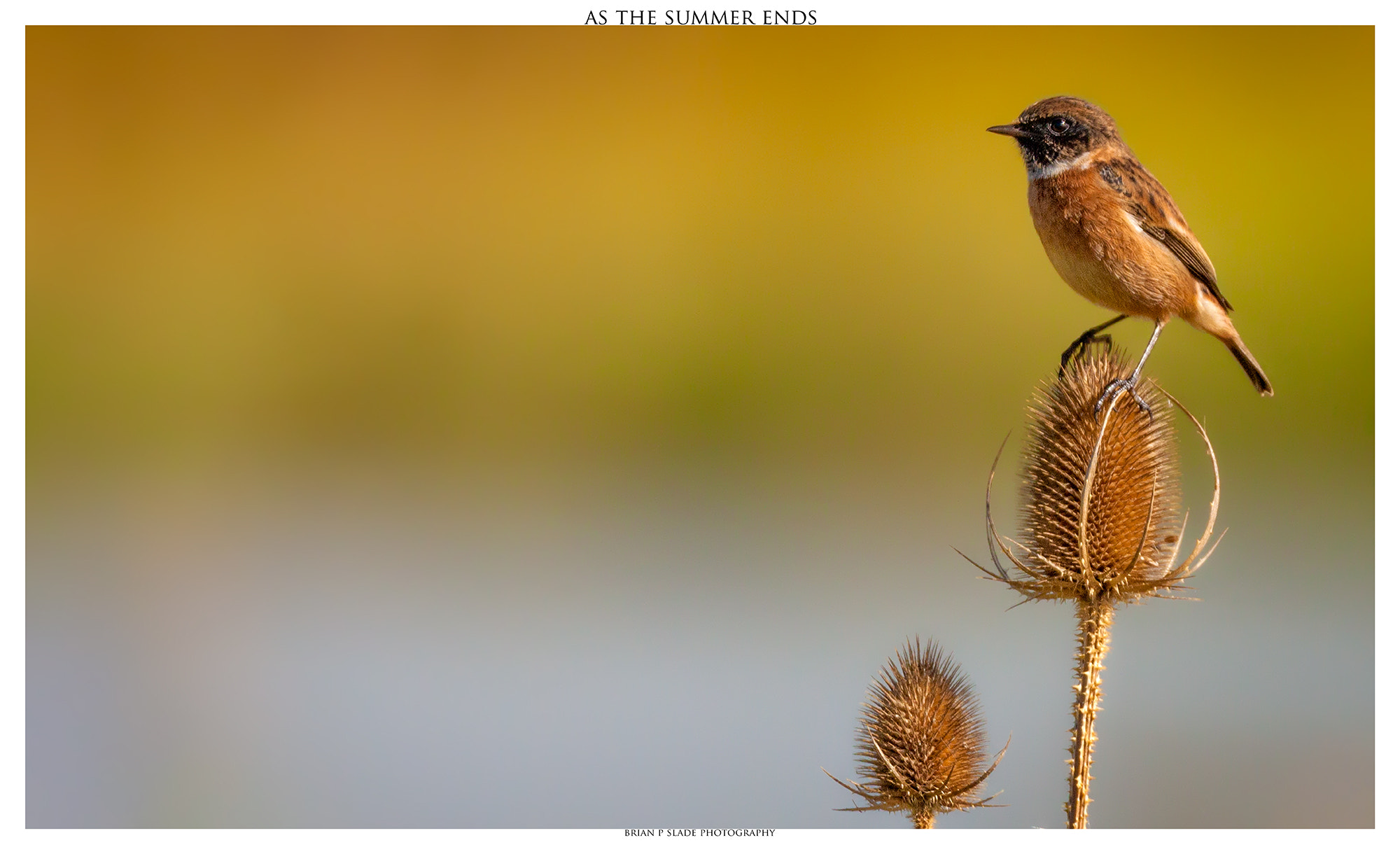 Sigma 150-600mm F5-6.3 DG OS HSM | C sample photo. As the summer ends photography