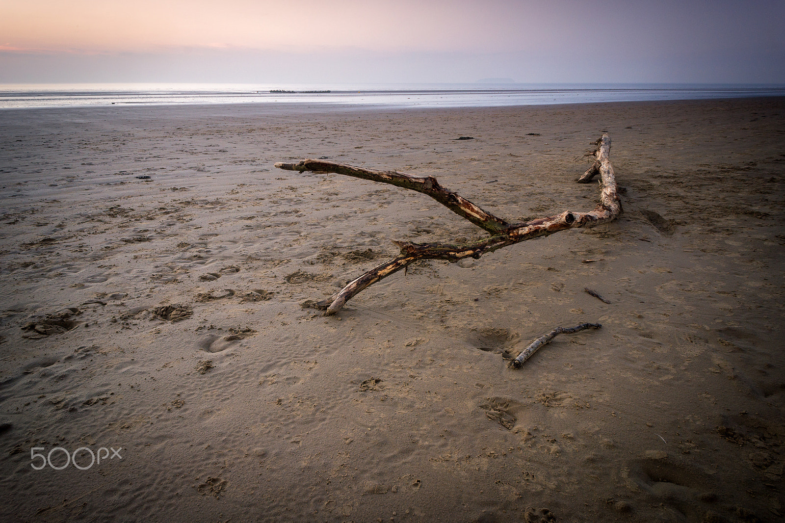 Sony Alpha NEX-5 + Sony E 16mm F2.8 sample photo. Brean oak photography