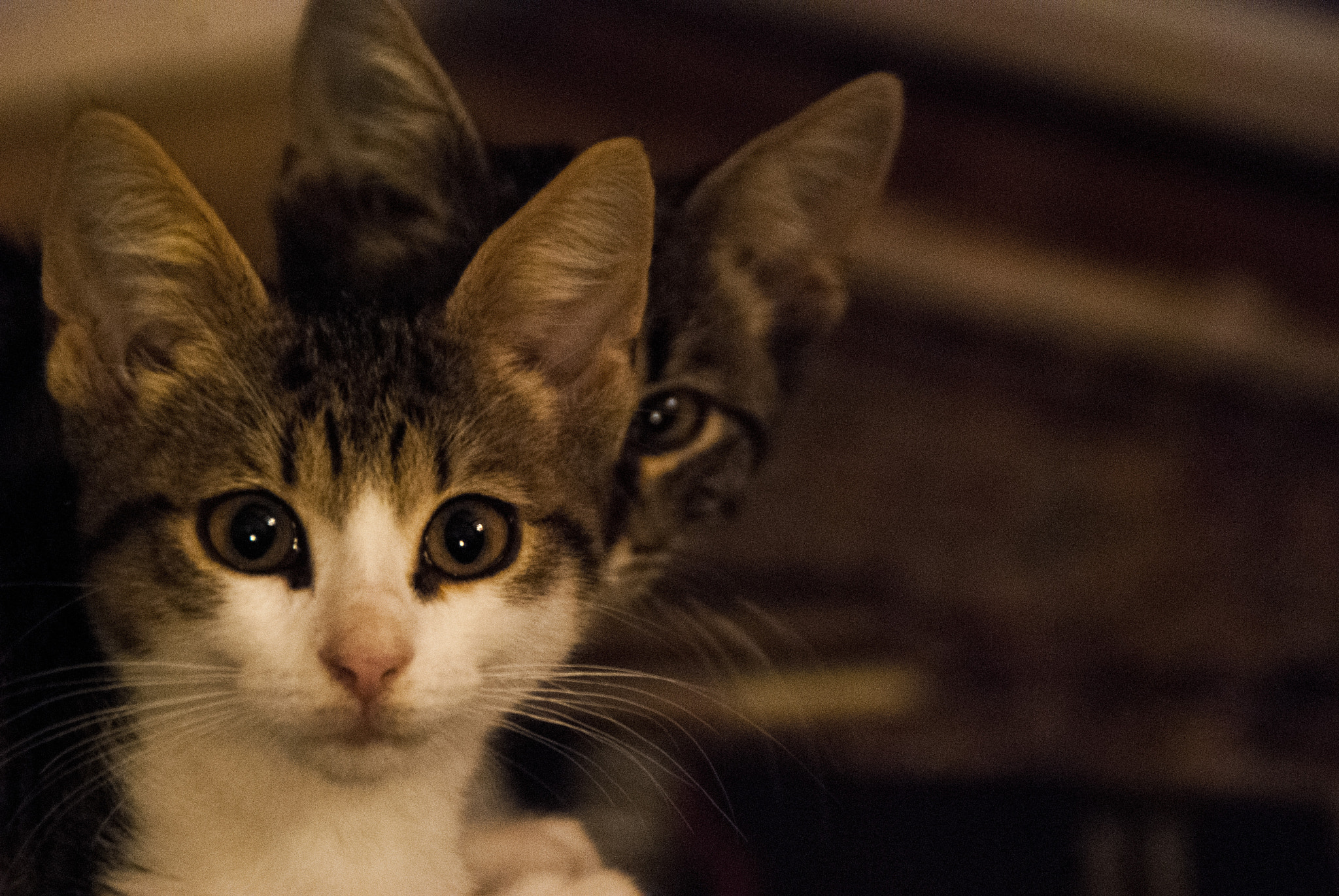 Nikon D80 sample photo. Gatitos photography