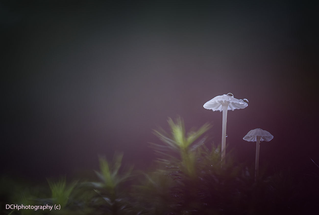 Canon EOS 650D (EOS Rebel T4i / EOS Kiss X6i) sample photo. Alone in the forest photography