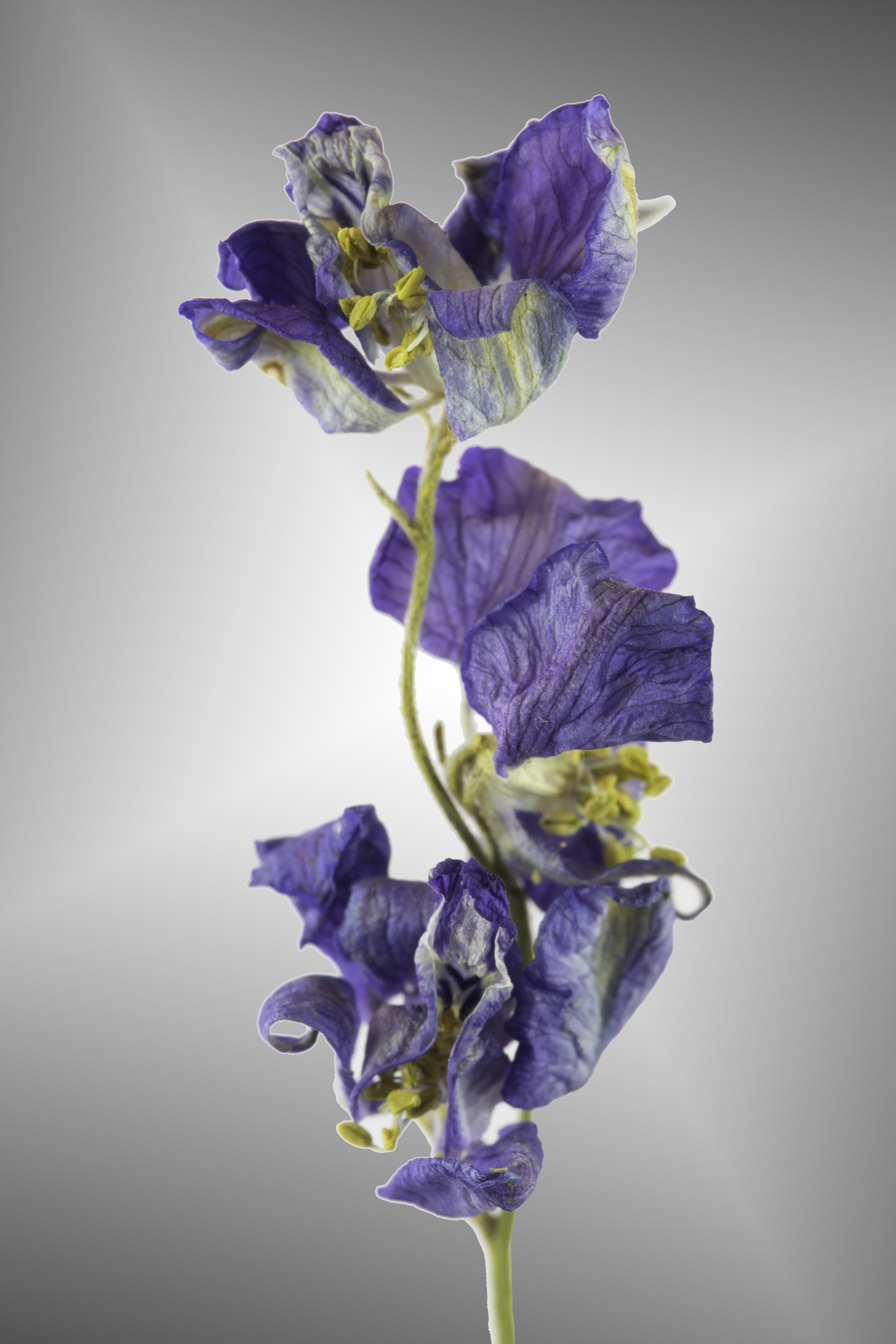 Sony a7 sample photo. Dried purple wildflowers. photography