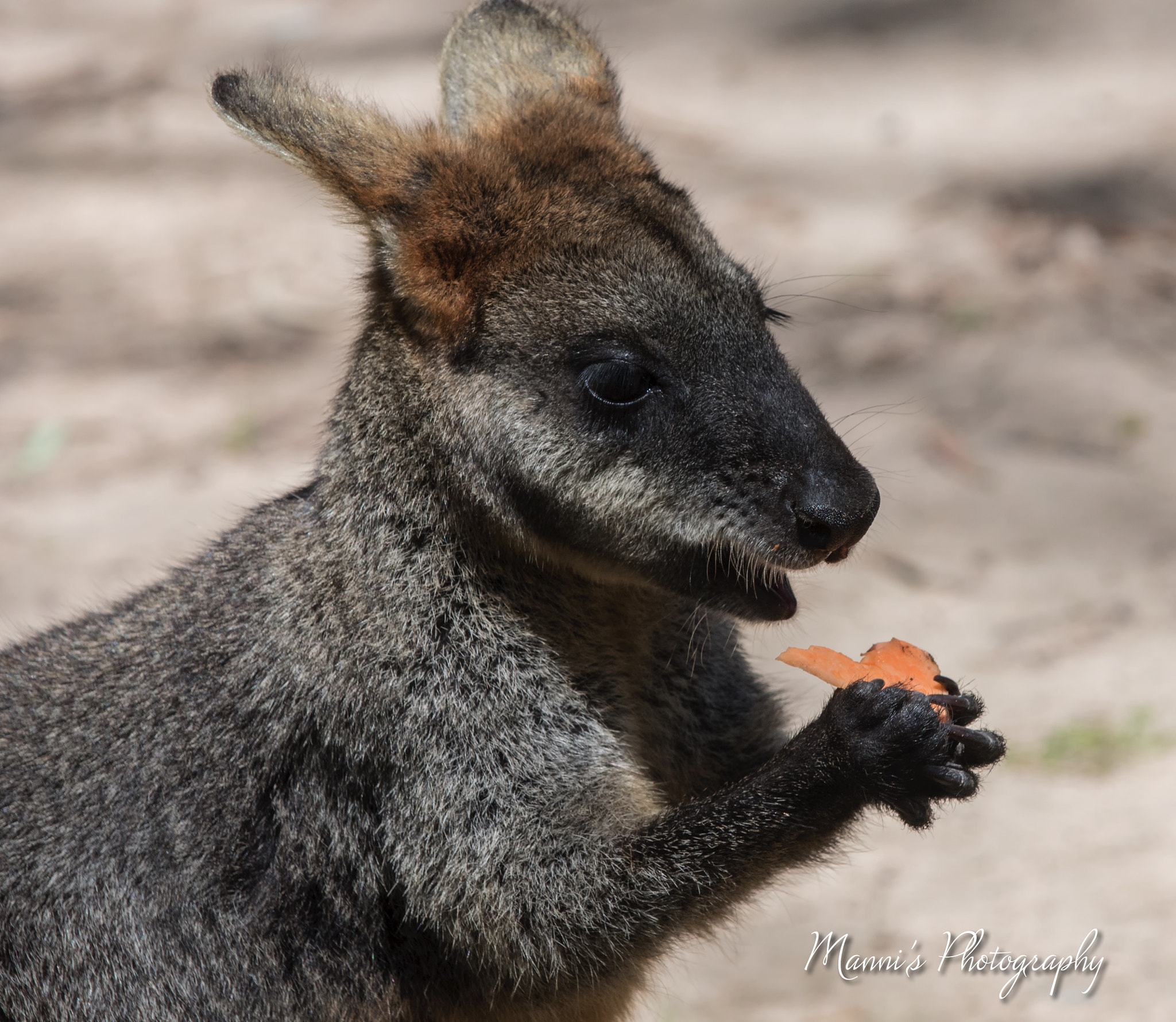 Nikon D500 sample photo. Dsc wallaby enjoying a snack photography