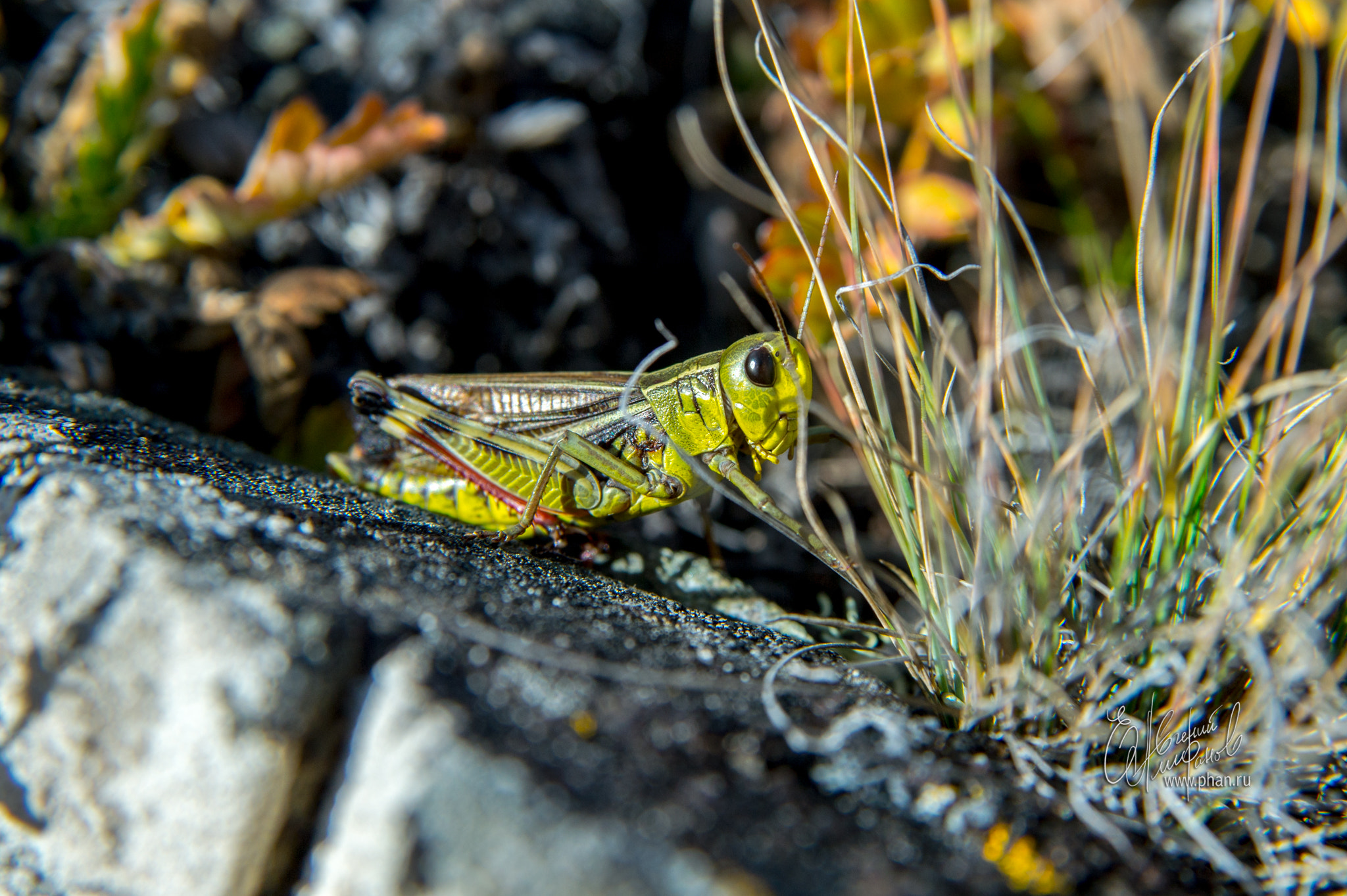 Nikon AF Nikkor 24-85mm F2.8-4D IF sample photo. Природа Алтая photography