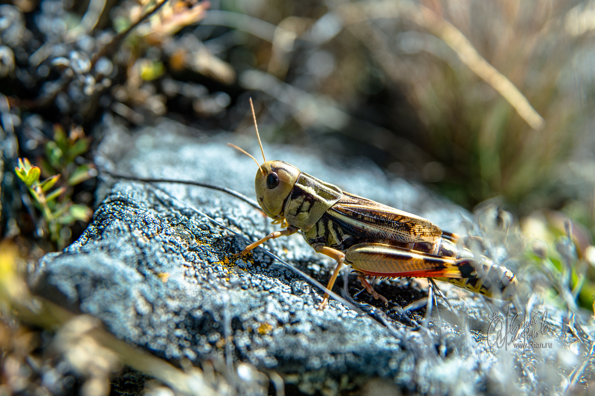 Nikon AF Nikkor 24-85mm F2.8-4D IF sample photo. Природа Алтая photography