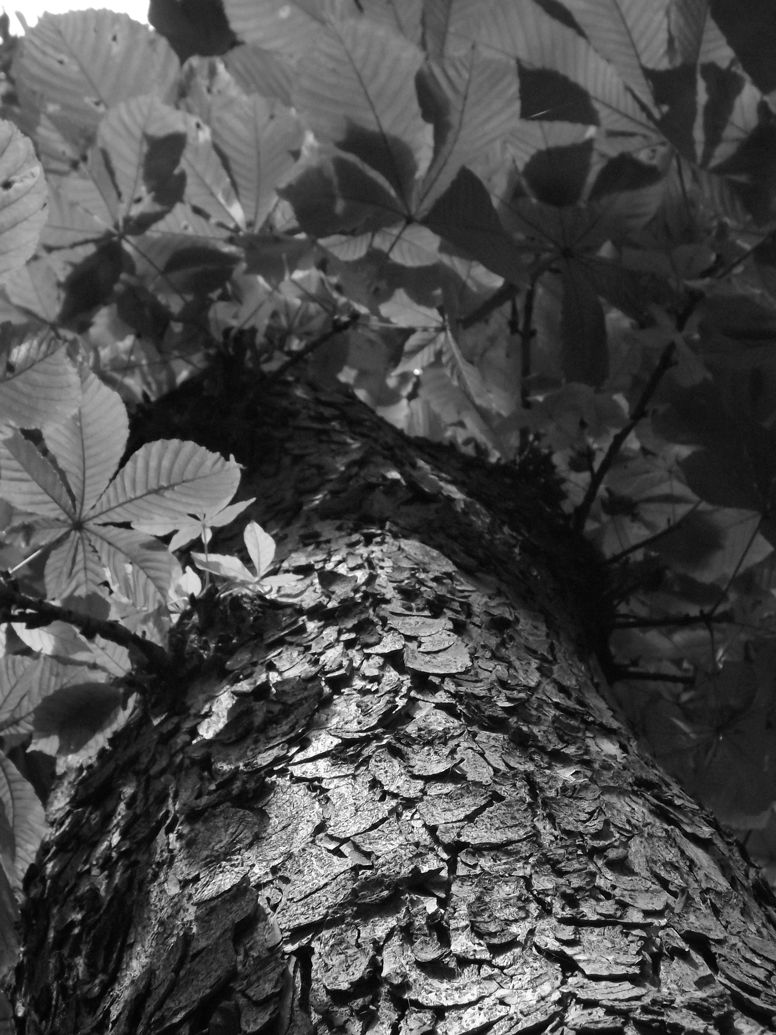 Fujifilm FinePix SL245 sample photo. A tree in sunlight photography