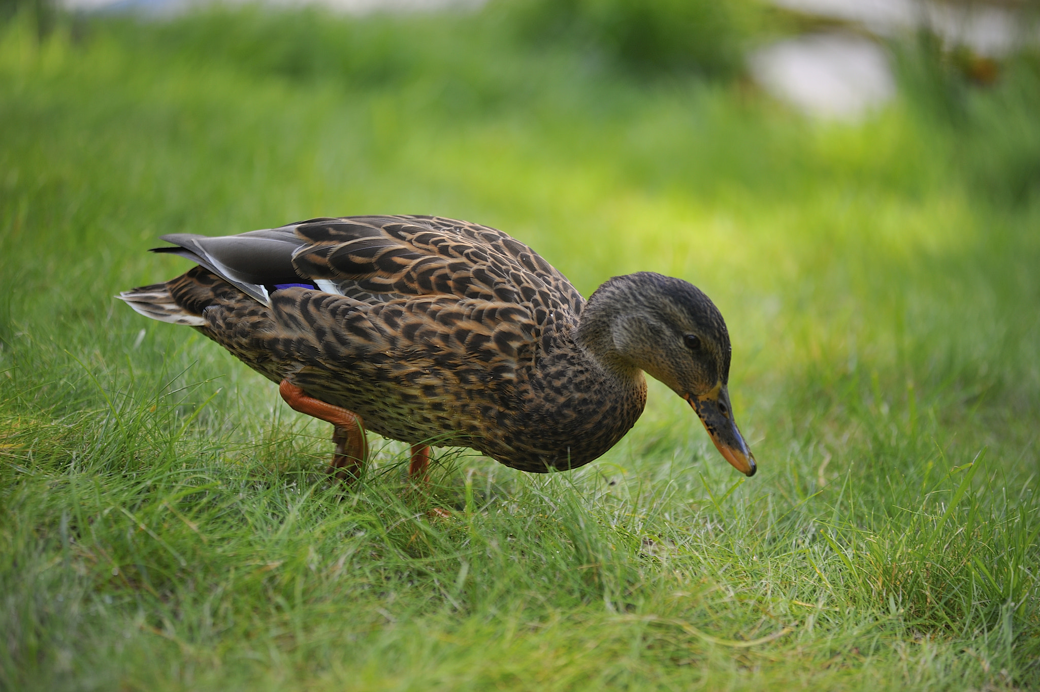 Nikon D3 + Sigma 150mm F2.8 EX DG Macro HSM sample photo. Duck photography