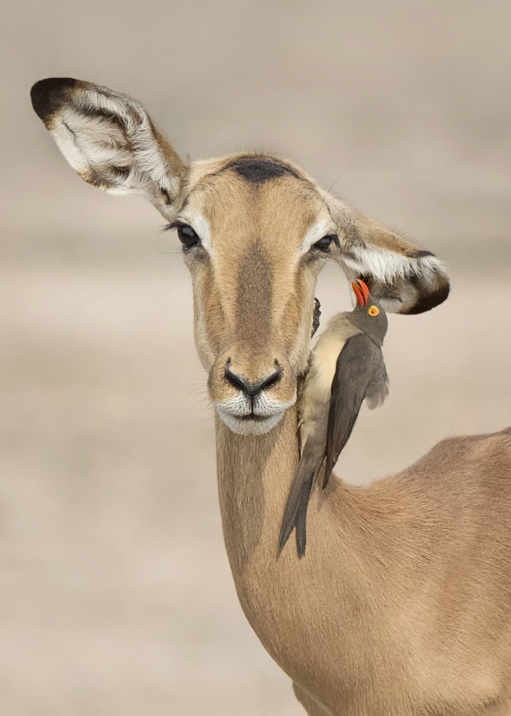 Canon EF 500mm F4L IS II USM sample photo. Impalla and oxpecker photography