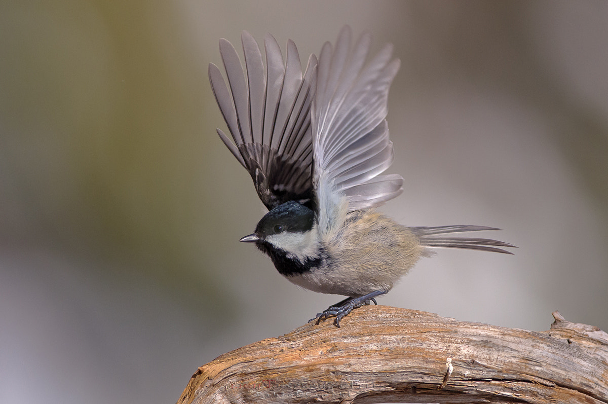 Nikon AF-S Nikkor 300mm F2.8G ED VR II sample photo. I can take off!!! photography