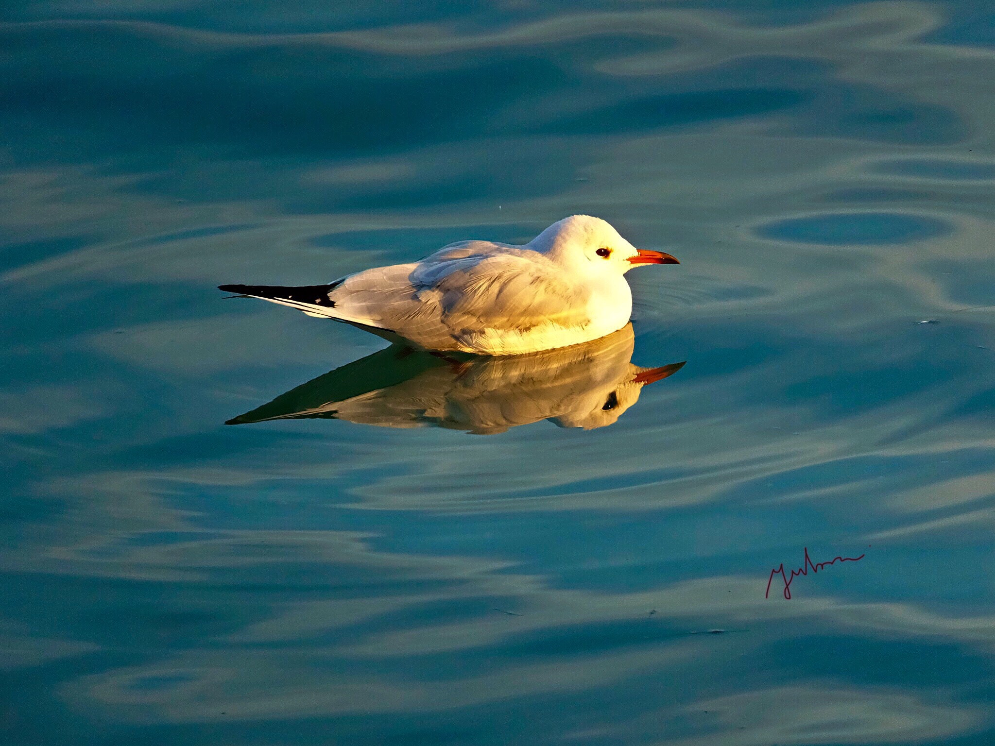 Fujifilm FinePix F900EXR sample photo. Puppy seagull photography