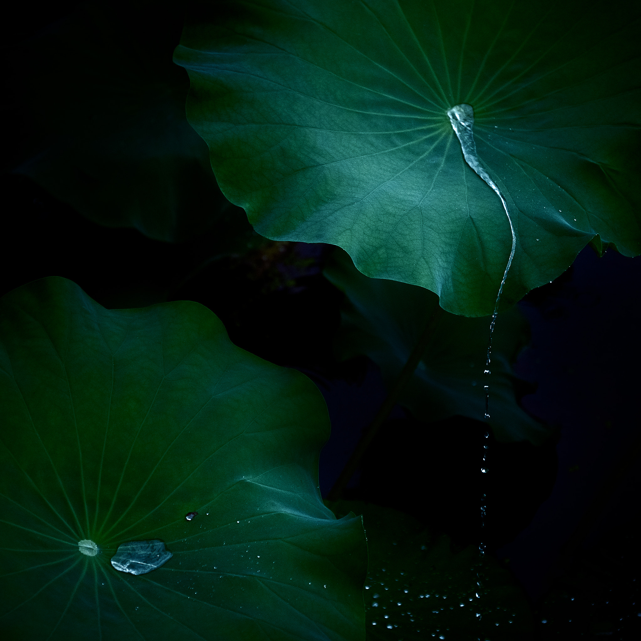 Nikon AF-S Nikkor 24-70mm F2.8E ED VR sample photo. Lotus leaf photography