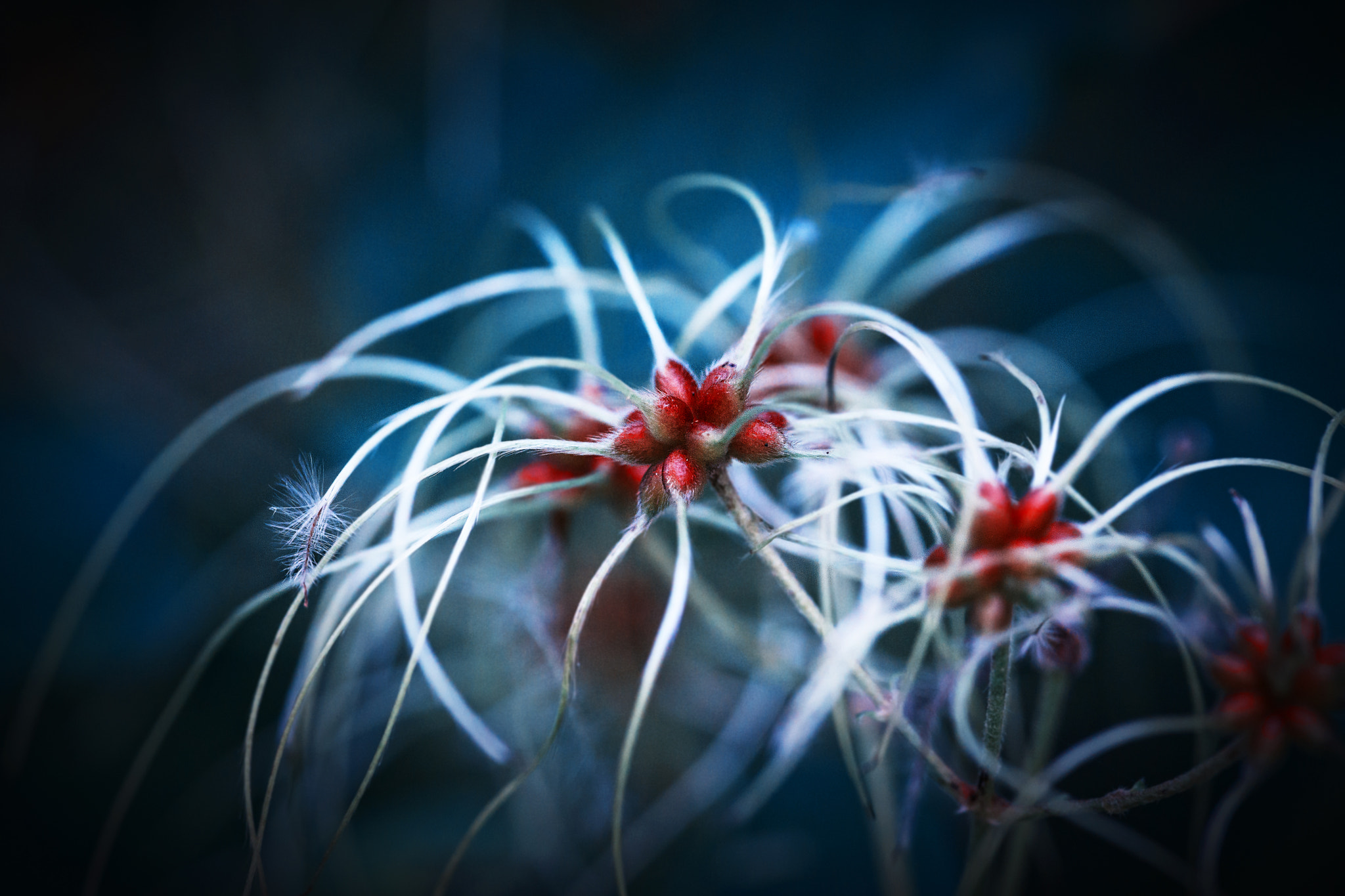 Sigma 70-200mm F2.8 EX DG Macro HSM II sample photo. Seed photography