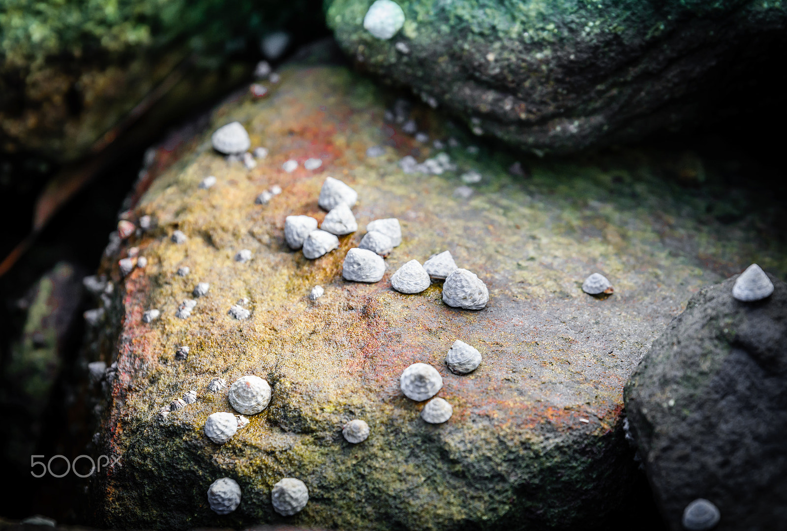 Nikon AF-S Nikkor 70-200mm F2.8G ED VR II sample photo. Seashells by the river photography