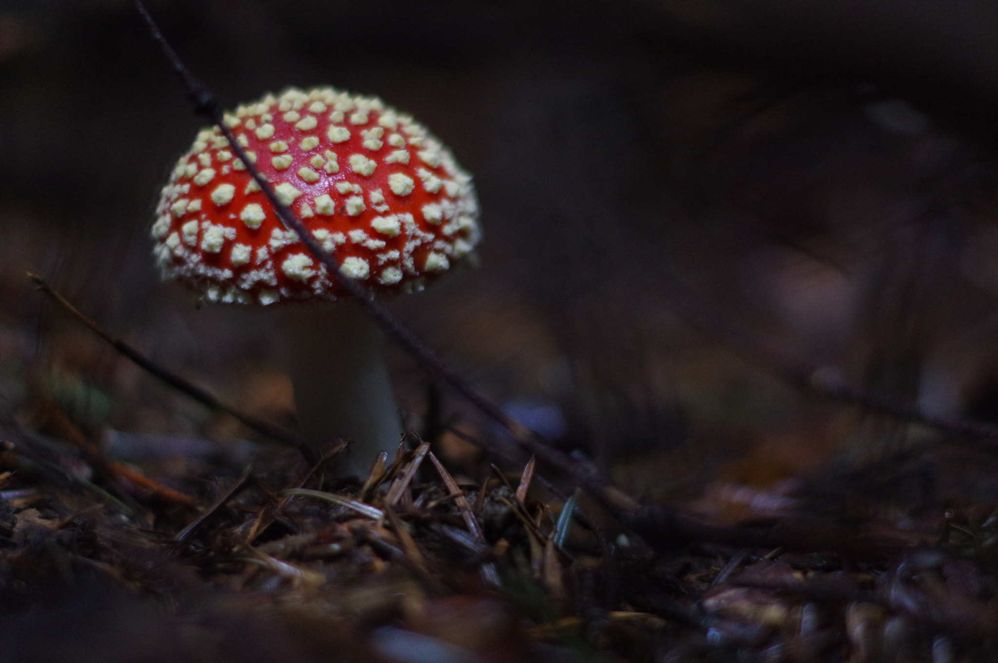 Pentax K-3 II + Pentax smc DA 50mm F1.8 sample photo. Fliegenpilz photography