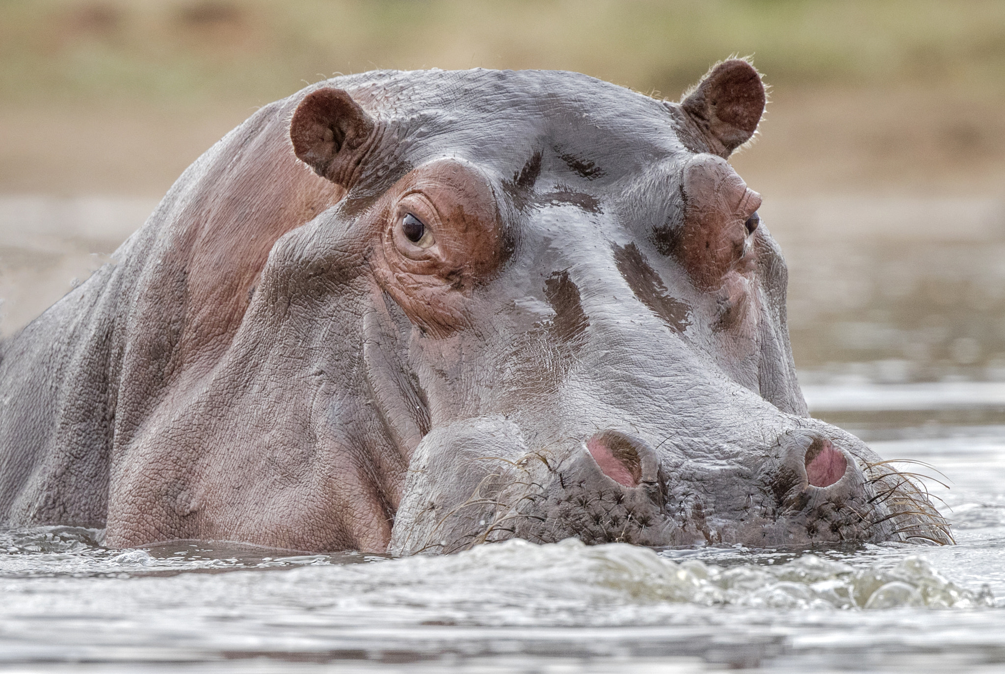Canon EF 500mm F4L IS II USM sample photo. Hippo male photography