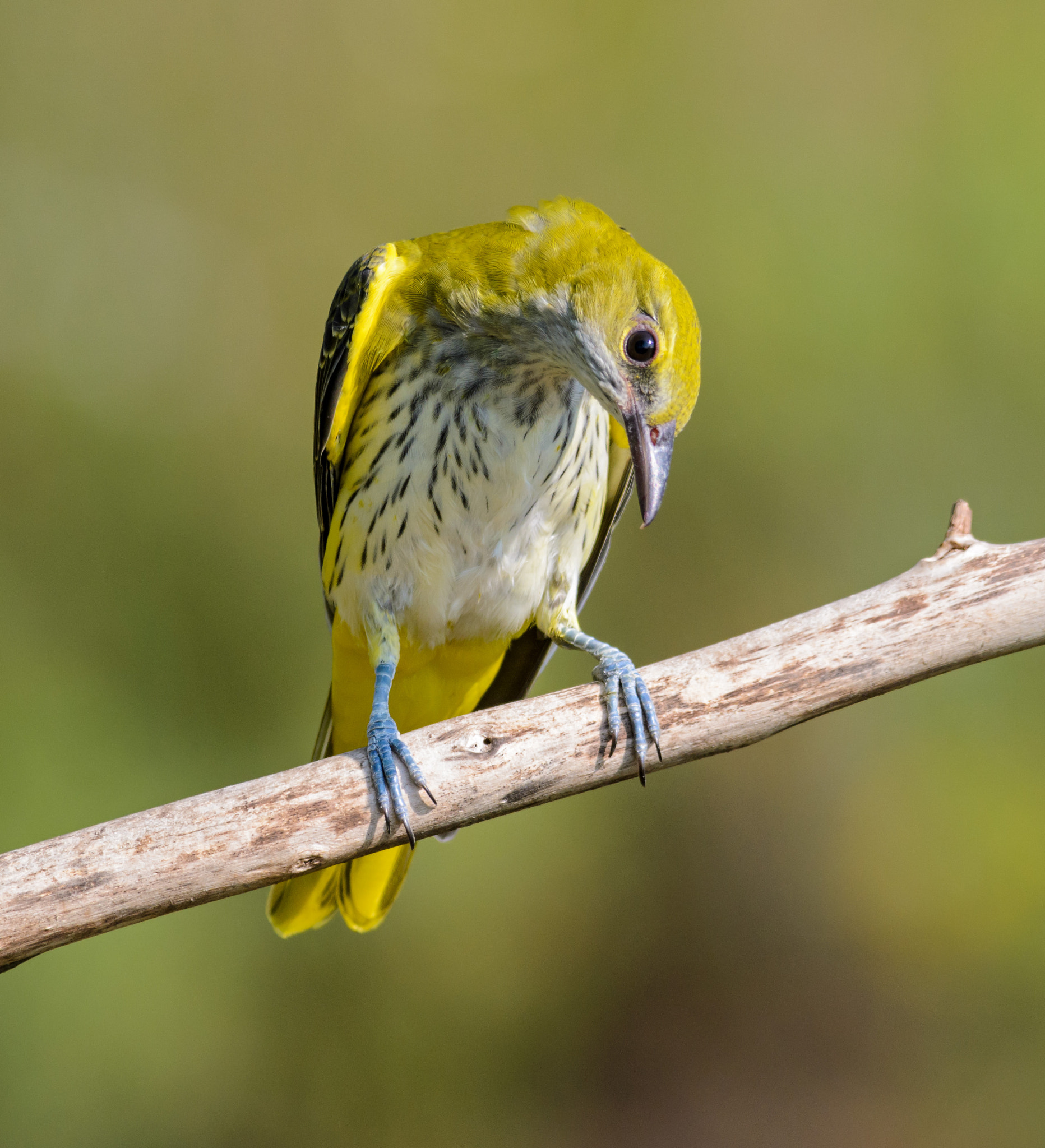 Nikon D7000 + Nikon AF-S Nikkor 300mm F4D ED-IF sample photo. Eurasian golden oriole photography