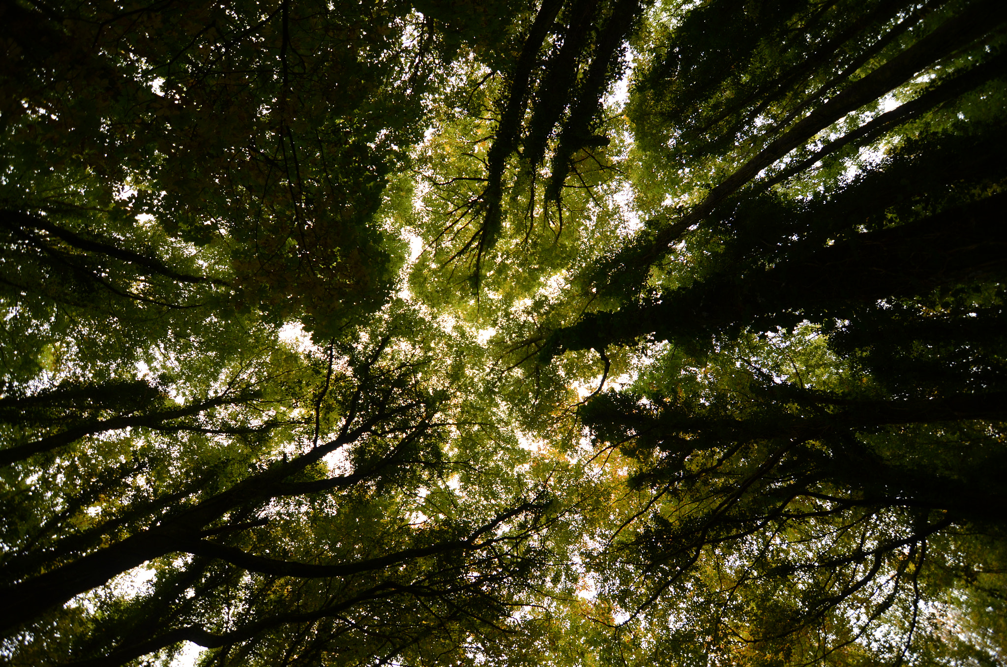 Nikon D7000 + Tokina AT-X Pro 11-16mm F2.8 DX sample photo. Trees photography