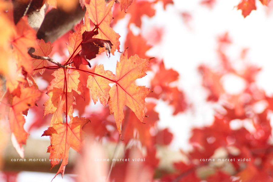 Canon EF 55-200mm F4.5-5.6 II USM sample photo. October (2) photography