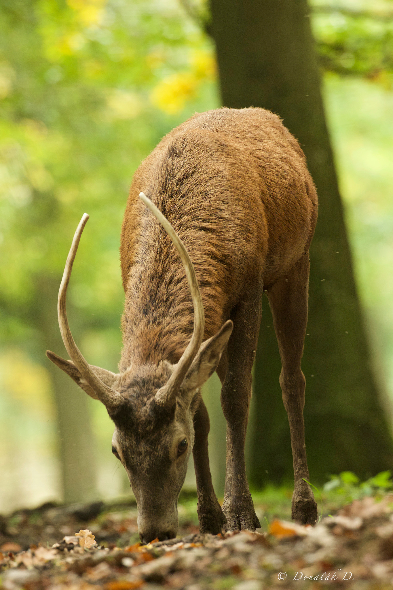 Canon EF 200-400mm F4L IS USM Extender 1.4x sample photo. Jelen evropský (cervus elaphus) photography