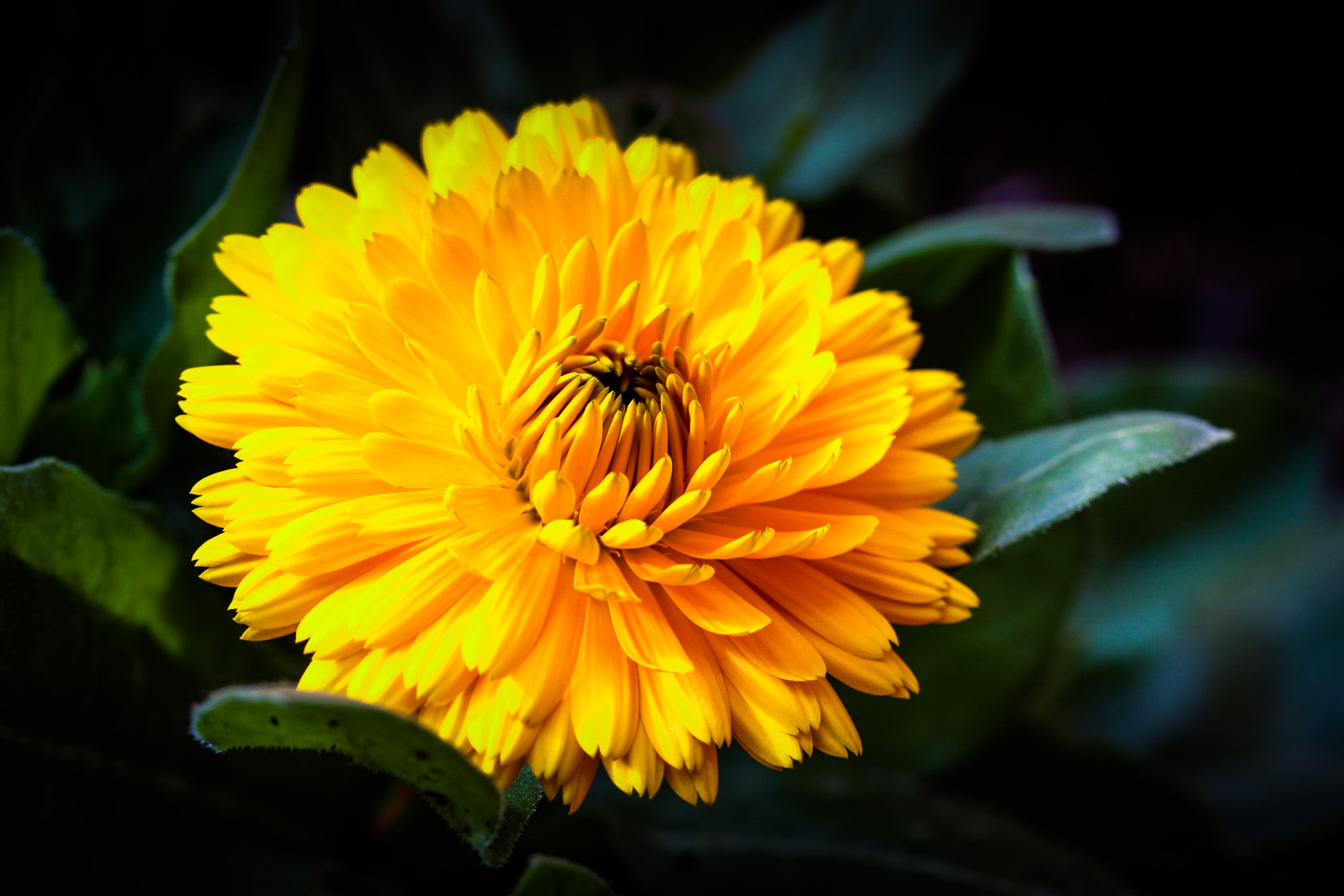 Canon EF-S 60mm F2.8 Macro USM sample photo. Yellow flower photography