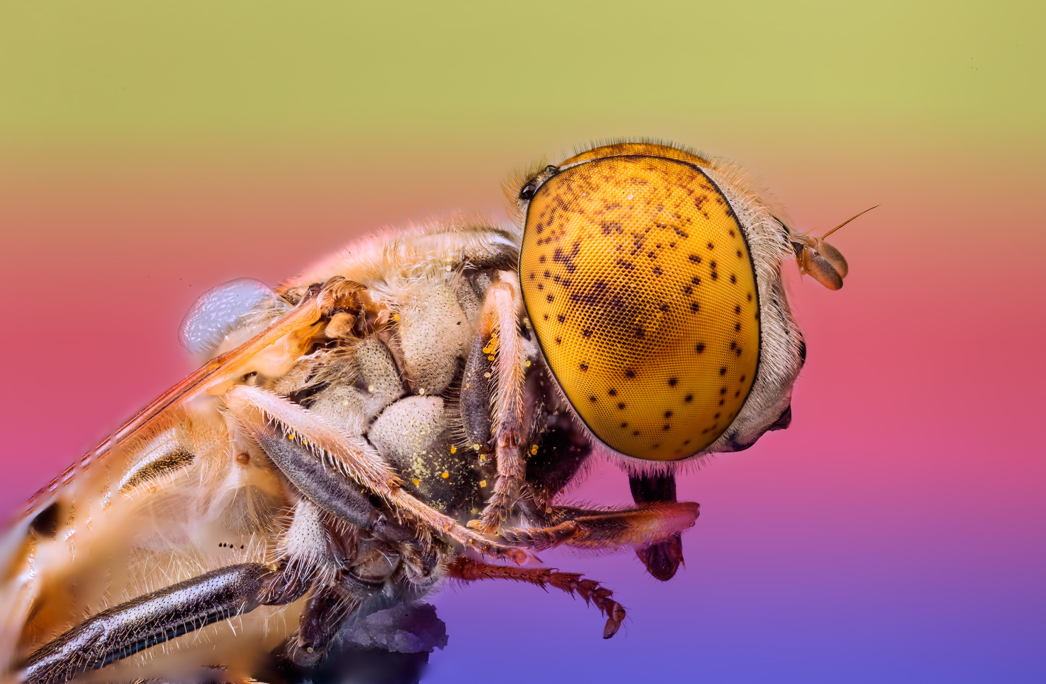 Canon MP-E 65mm F2.5 1-5x Macro Photo sample photo. Colourful tiny world photography
