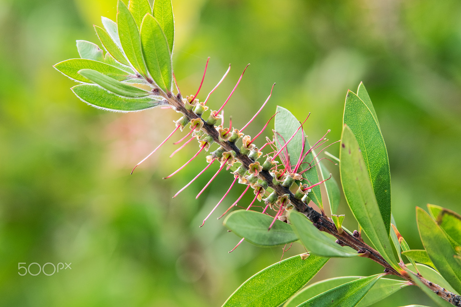 Nikon AF-S Nikkor 70-200mm F2.8G ED VR II sample photo. Bottlebrush flowering photography