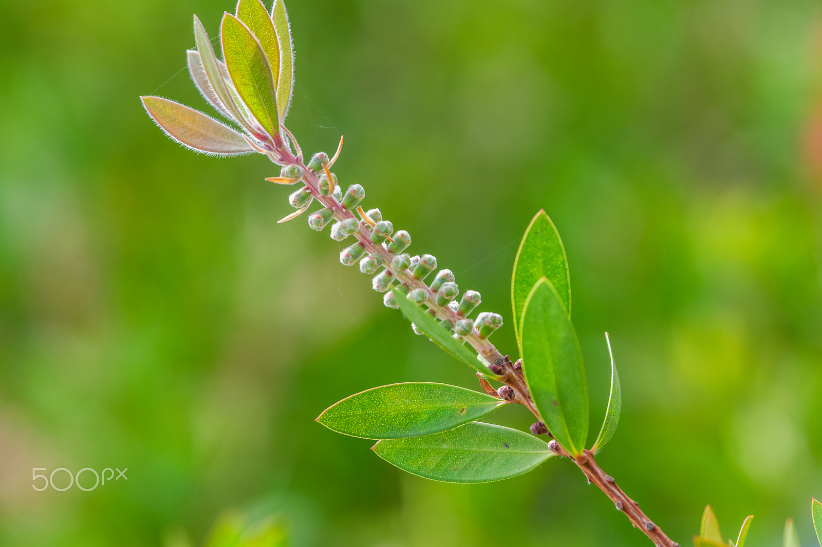 Nikon AF-S Nikkor 70-200mm F2.8G ED VR II sample photo. Bottlebrush plant photography