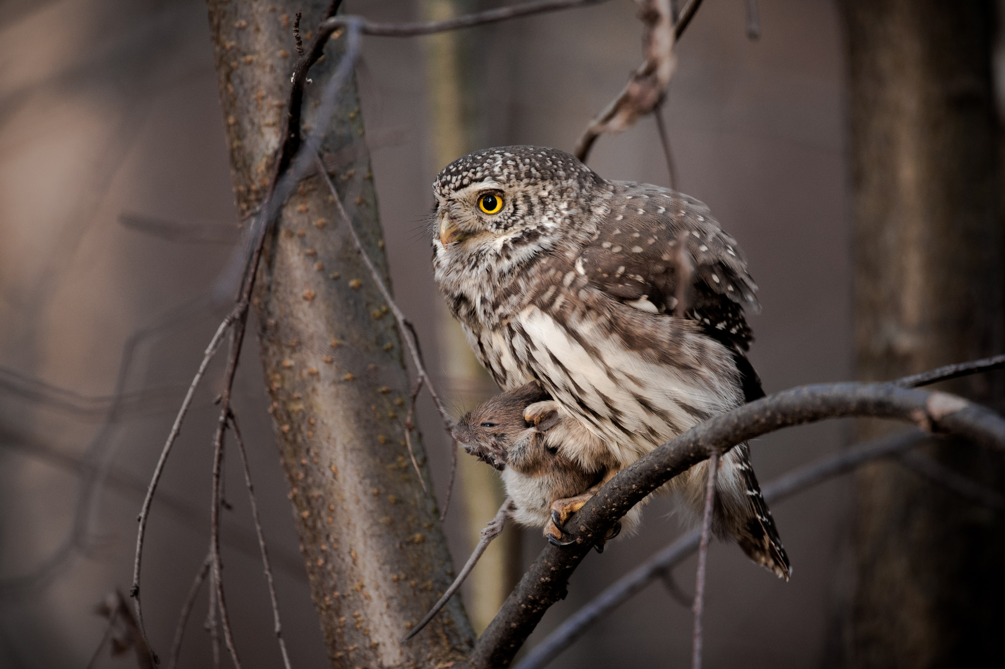 Nikon Nikkor AF-S 300mm F4E PF ED VR sample photo. Eurasian pygmy owl photography
