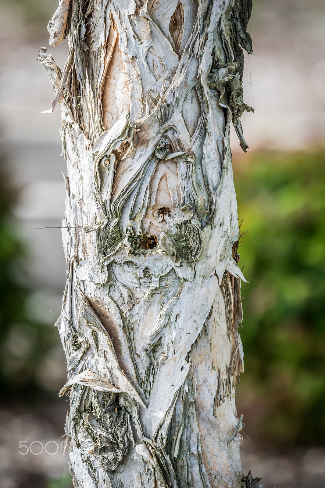 Nikon AF-S Nikkor 70-200mm F2.8G ED VR II sample photo. Tree trunk photography