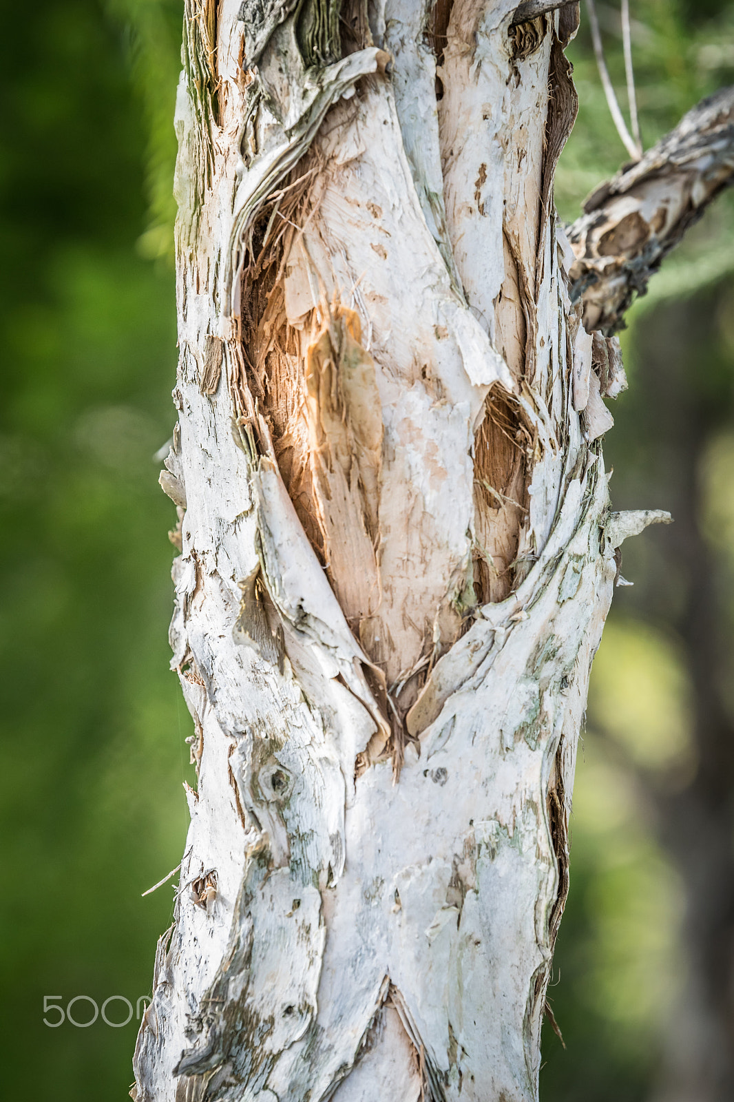 Nikon AF-S Nikkor 70-200mm F2.8G ED VR II sample photo. Tree trunk photography
