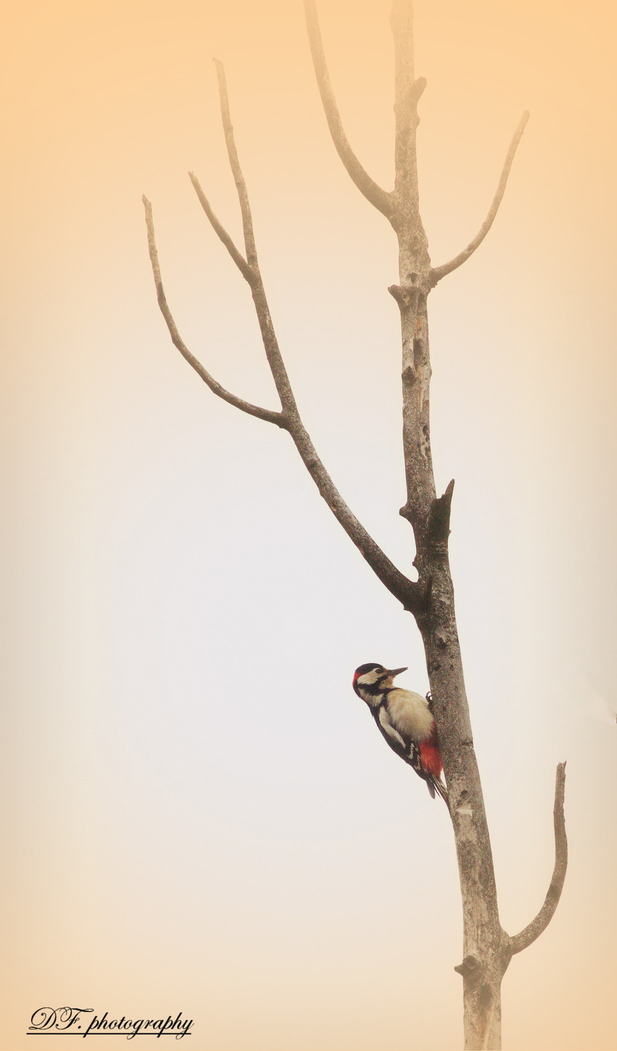 Canon 70.0-300.0 mm sample photo. Harkály photography
