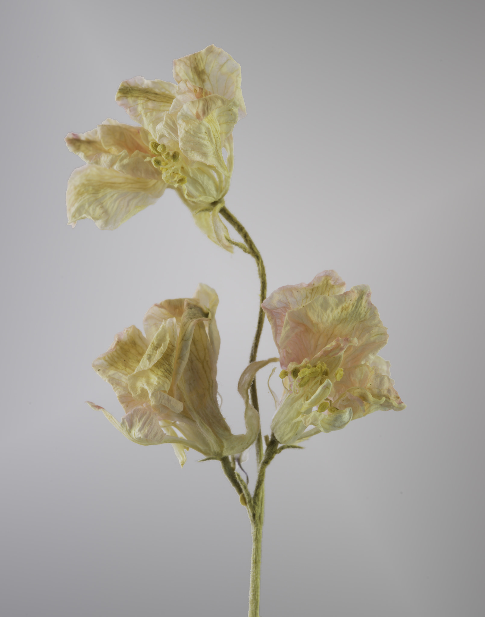 Sony a7 sample photo. Dried pink wildflowers. photography