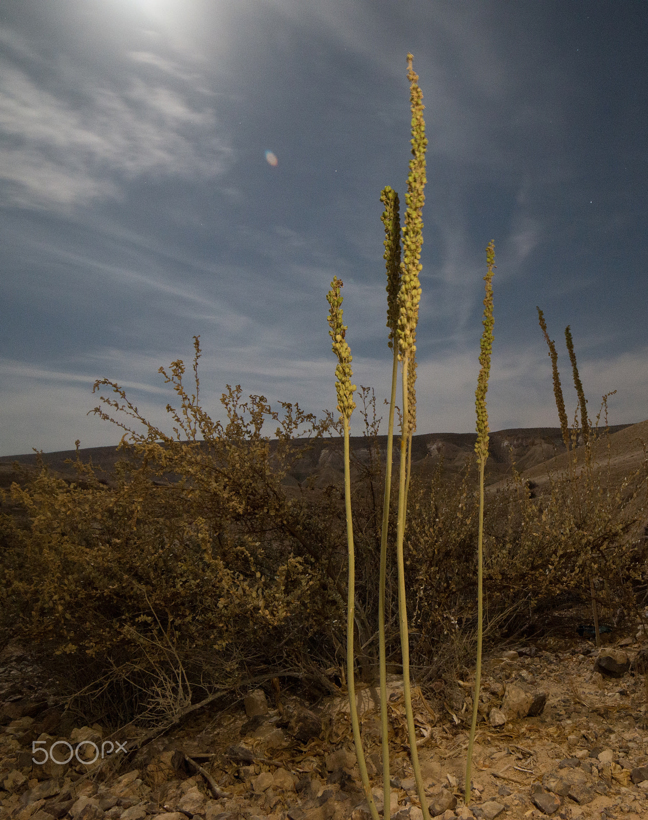 Samyang 14mm F2.8 ED AS IF UMC sample photo. Oh my squill photography