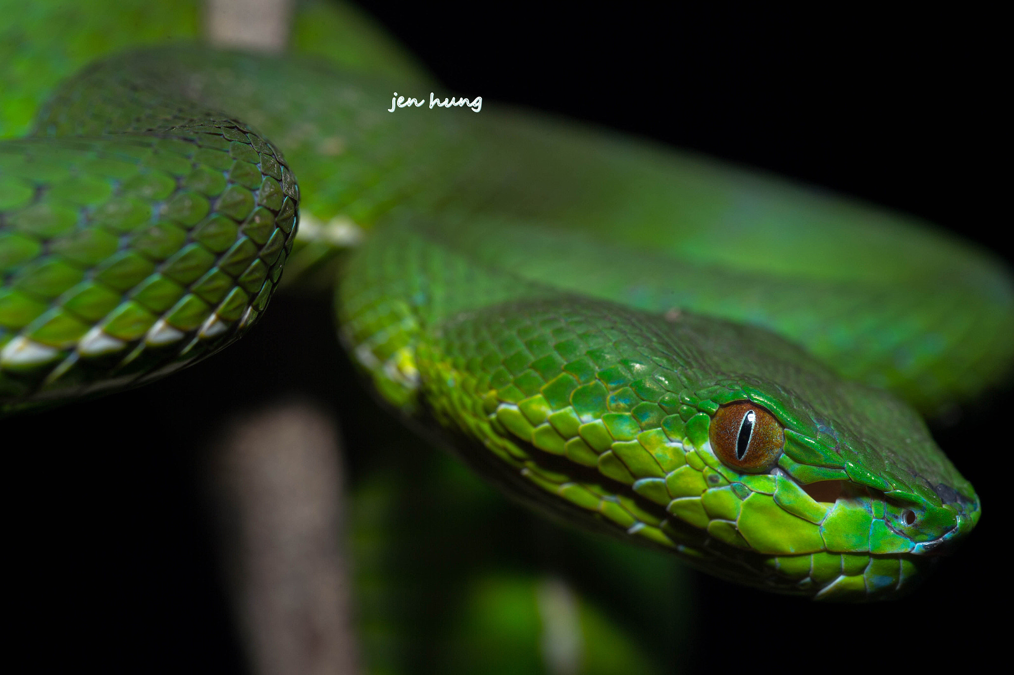 Sigma 150mm F2.8 EX DG OS Macro HSM sample photo. 赤尾青竹絲 photography