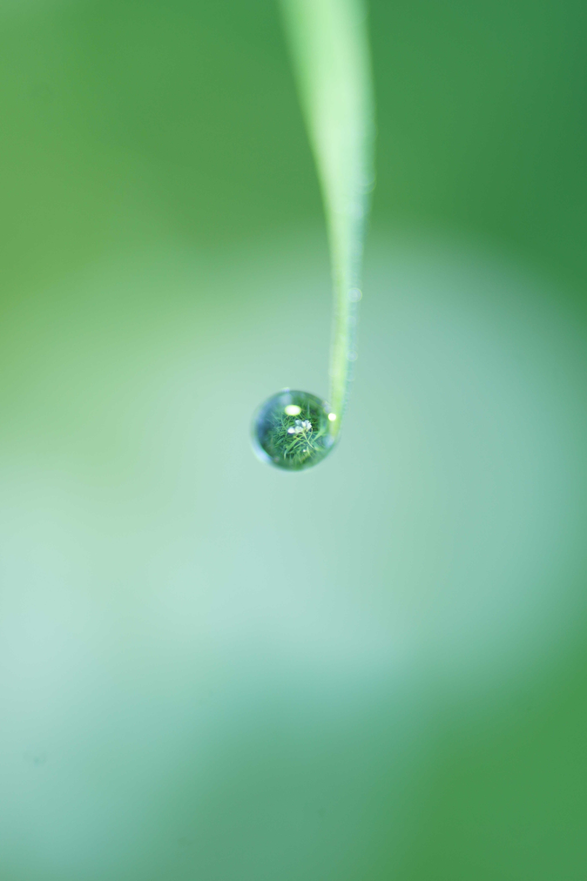 Sony a6000 + Tamron SP AF 90mm F2.8 Di Macro sample photo. Reflejos photography