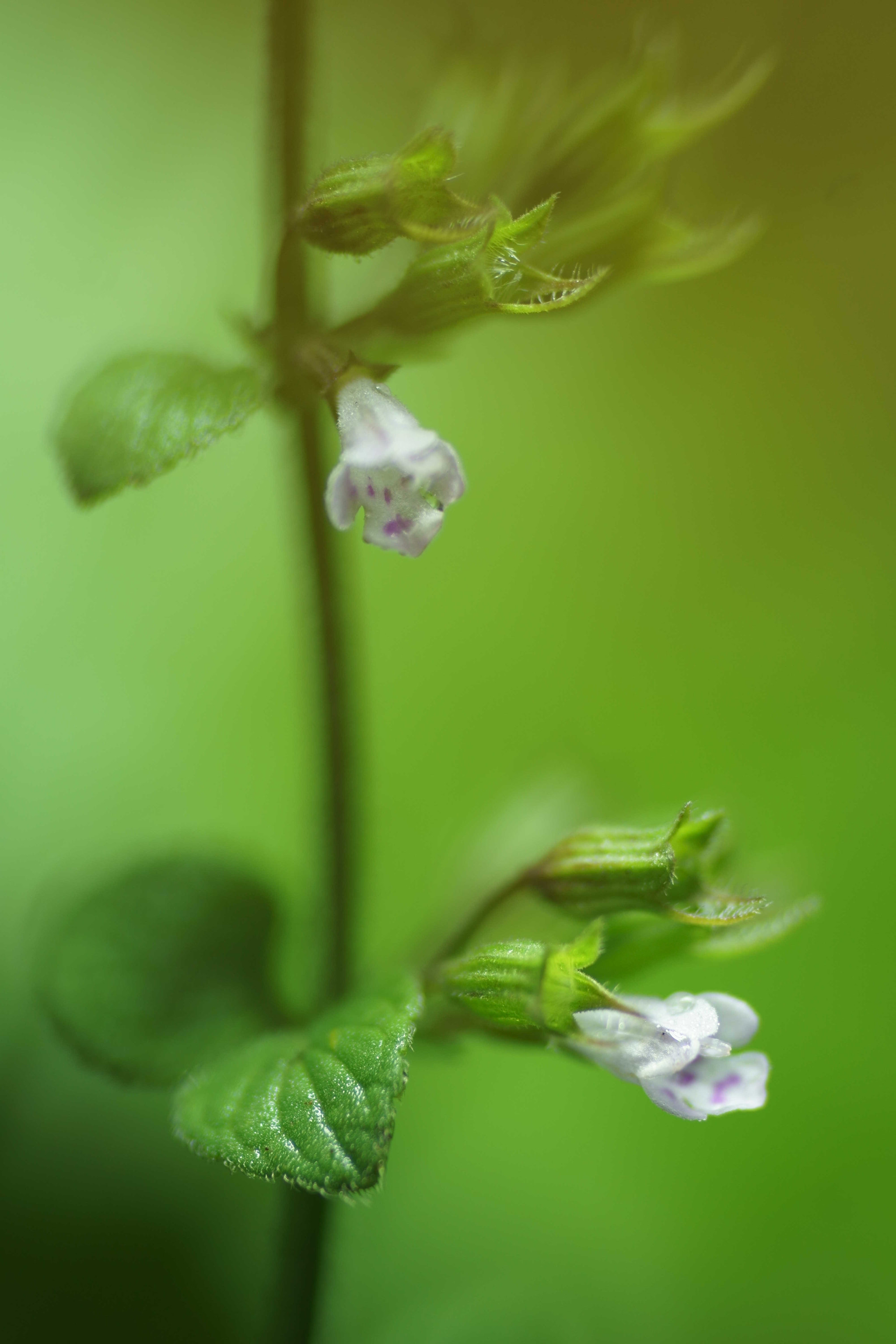 Tamron SP AF 90mm F2.8 Di Macro sample photo. Dsc photography