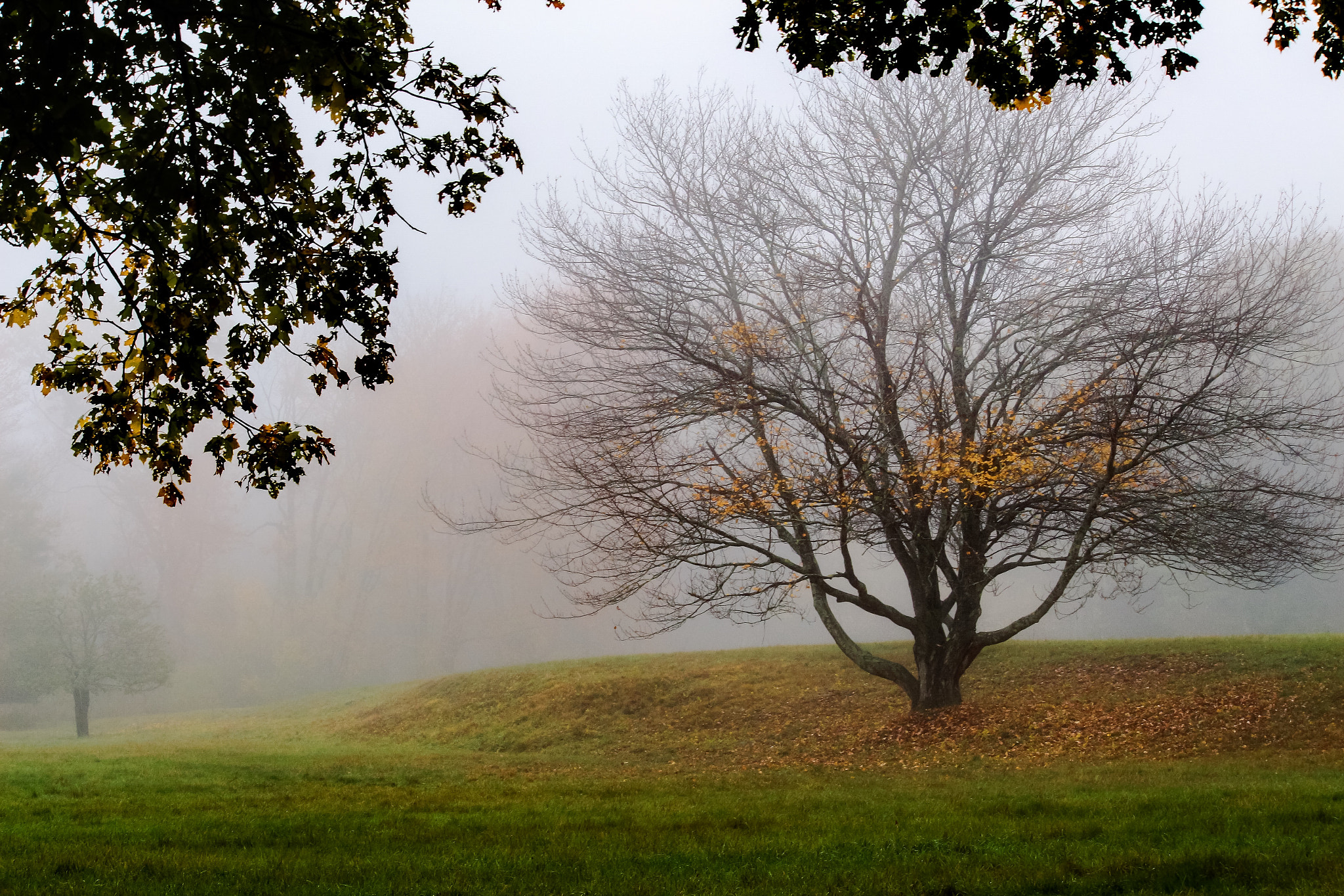 Canon EF-S 55-250mm F4-5.6 IS II sample photo. Fallen leaves photography