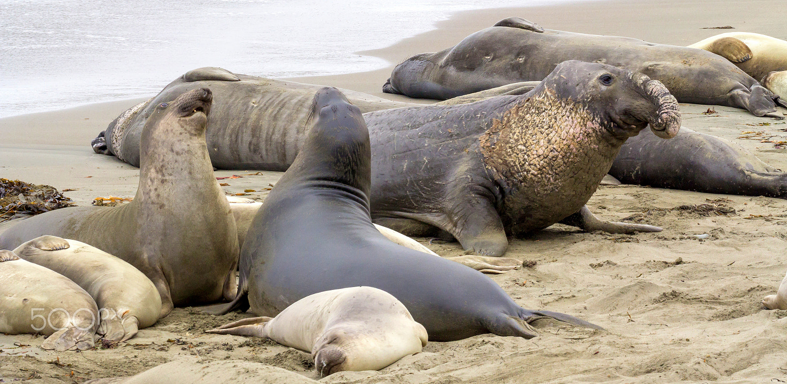 Canon EOS 60D + Canon EF 100-400mm F4.5-5.6L IS II USM sample photo. Elephant seals photography