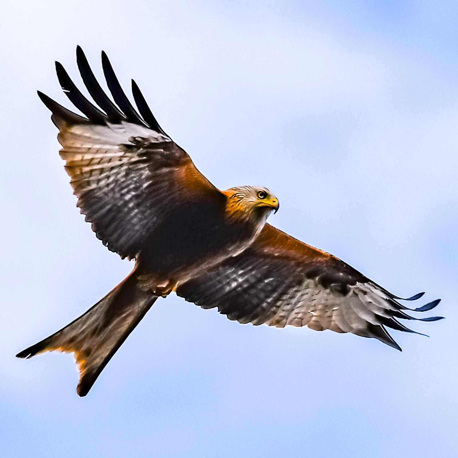 Nikon D5 sample photo. Go fly a kite photography