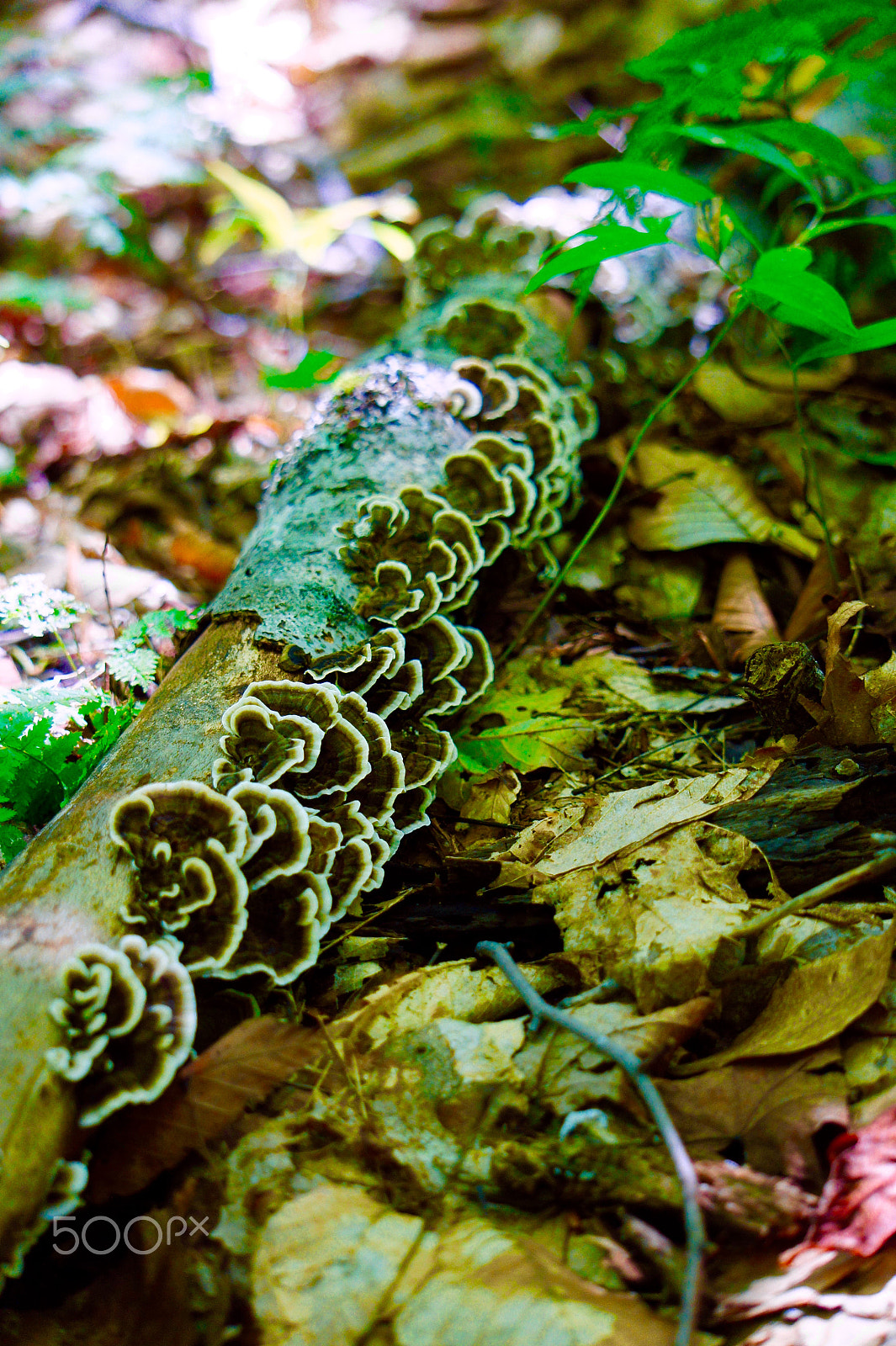 Sony Alpha NEX-3 sample photo. Forest floor photography