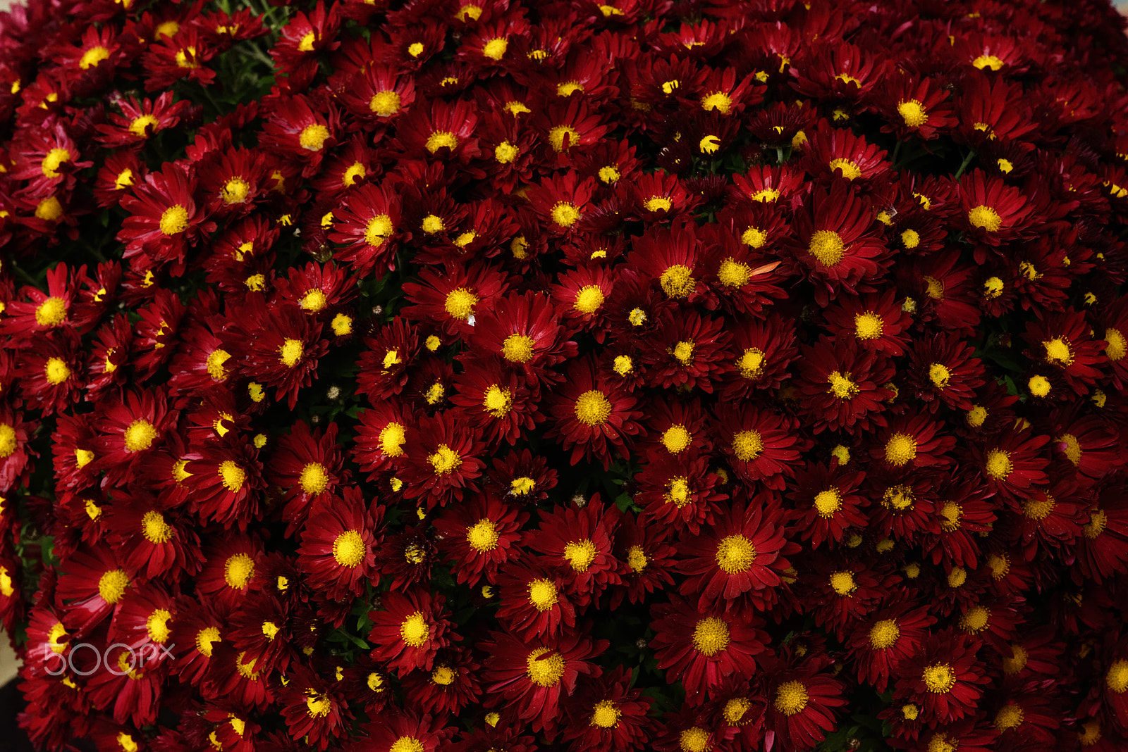 Nikon D800E sample photo. Red flowers photography