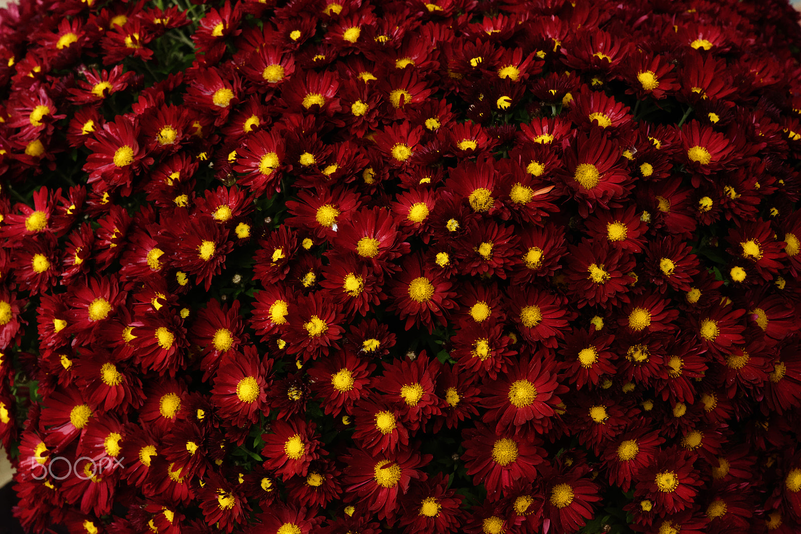 Nikon AF-S Micro-Nikkor 60mm F2.8G ED sample photo. Red flowers photography