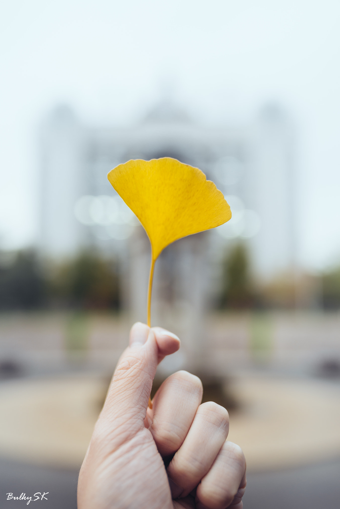 Nikon D610 + Tamron SP 35mm F1.8 Di VC USD sample photo. Gingko leave photography