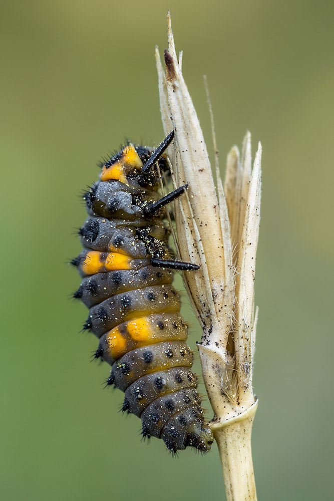 Nikon AF Micro-Nikkor 60mm F2.8D sample photo. Coccinella septempunctata (larva) photography