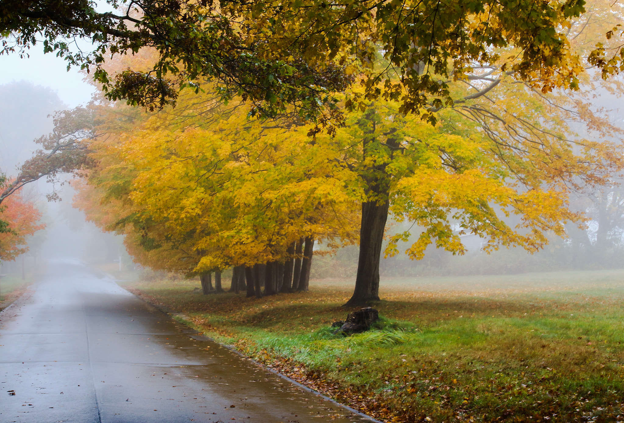 Canon EF-S 55-250mm F4-5.6 IS II sample photo. Misty lane photography