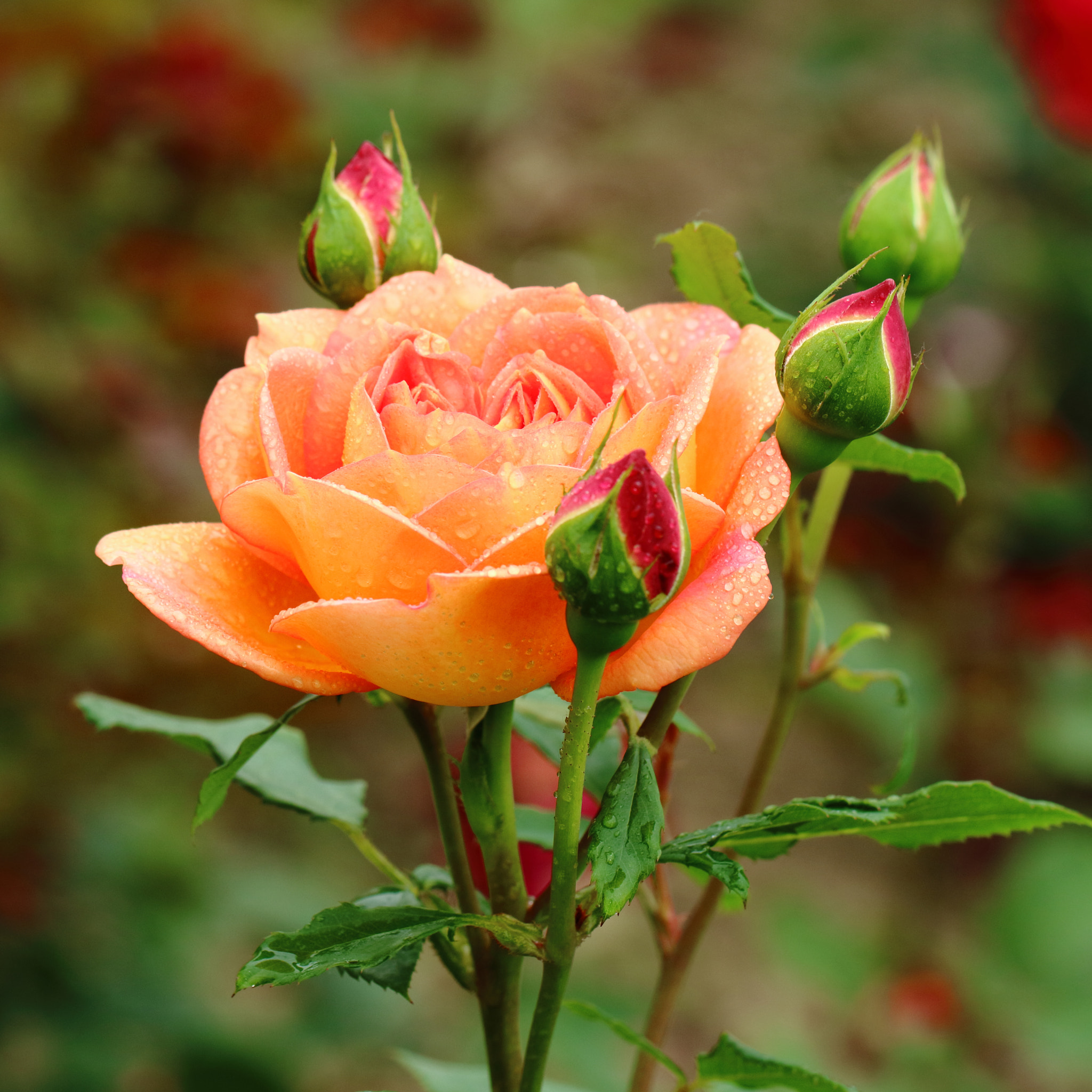 Canon EOS M3 sample photo. Rosa chinensis photography